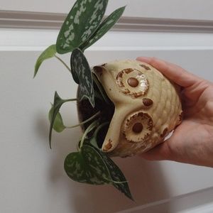 Scindapsus Argyraeus